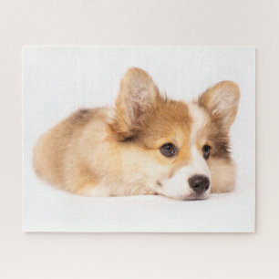 Kutest Baby Animals   Baby Corgi Puppy Portret Legpuzzel