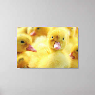 Kutest Baby Animals   Baby Duck-groep Canvas Afdruk