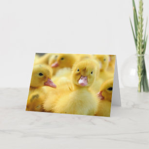 Kutest Baby Animals   Baby Duck-groep Kaart