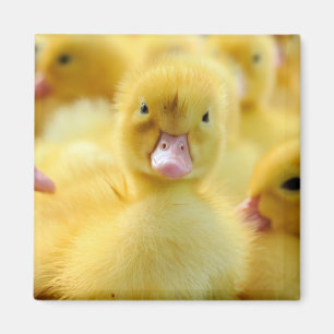 Kutest Baby Animals   Baby Duck-groep Magneet