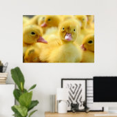 Kutest Baby Animals | Baby Duck-groep Poster (Thuiskantoor)