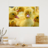 Kutest Baby Animals | Baby Duck-groep Poster (Keuken)