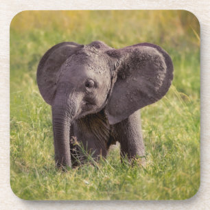 Kutest Baby Animals   Baby Elephant Kenia Africa Bier Onderzetter