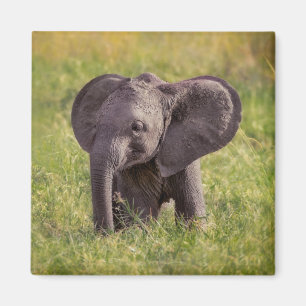 Kutest Baby Animals Baby Elephant Kenia Africa Magneet