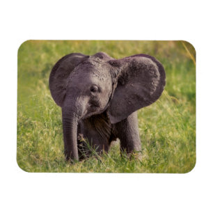 Kutest Baby Animals Baby Elephant Kenia Africa Magneet