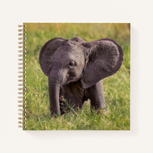 Kutest Baby Animals   Baby Elephant Kenia Africa Notitieboek