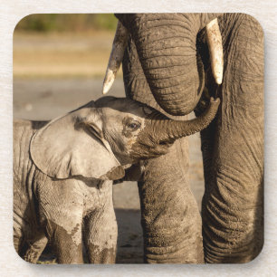Kutest Baby Animals   Baby Elephant & Mama Bier Onderzetter