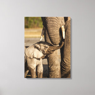 Kutest Baby Animals Baby Elephant & Mama Canvas Afdruk