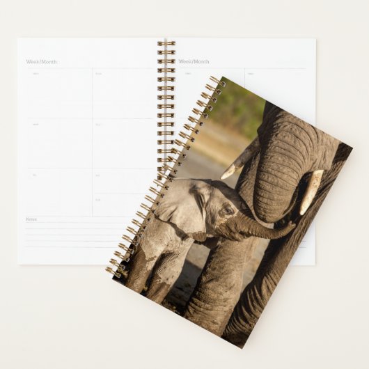 Kutest Baby Animals | Baby Elephant & Mama Planner (Display)