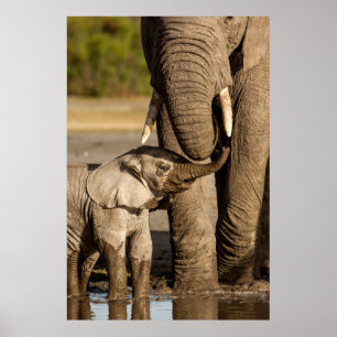 Kutest Baby Animals Baby Elephant & Mama Poster