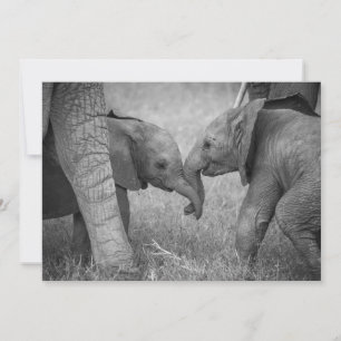 Kutest Baby Animals   Baby Elephants-groet Bedankkaart