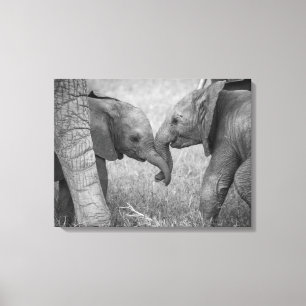 Kutest Baby Animals   Baby Elephants-groet Canvas Afdruk