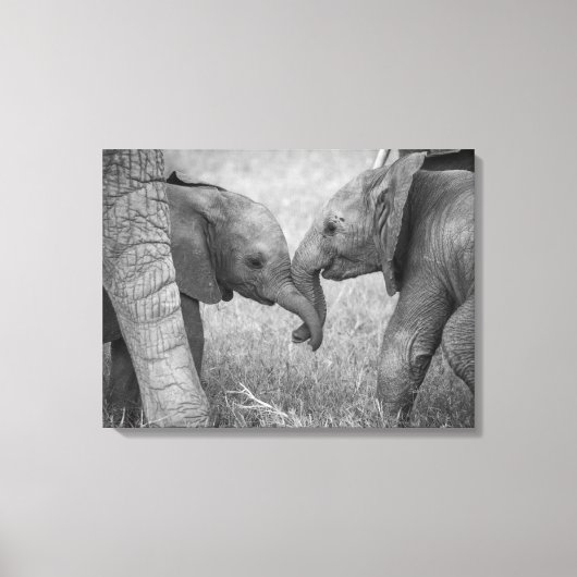 Kutest Baby Animals | Baby Elephants-groet Canvas Afdruk (Voorkant)