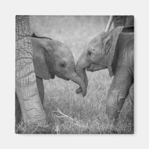 Kutest Baby Animals   Baby Elephants-groet Magneet