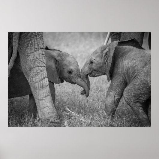 Kutest Baby Animals | Baby Elephants-groet Poster (Voorkant)