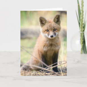 Kutest Baby Animals   Baby Fox Kaart
