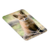 Kutest Baby Animals | Baby Fox Magneet (Rechterzijde)
