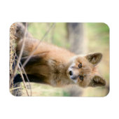 Kutest Baby Animals | Baby Fox Magneet (Horizontaal)