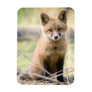 Kutest Baby Animals   Baby Fox Magneet