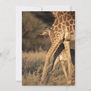 Kutest Baby Animals   Baby Giraffe en ouder Bedankkaart