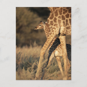 Kutest Baby Animals   Baby Giraffe en ouder Briefkaart