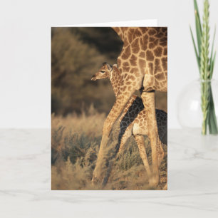 Kutest Baby Animals   Baby Giraffe en ouder Kaart