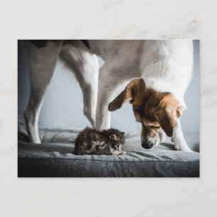 Kutest Baby Animals   Baby Kitten en Dog Briefkaart