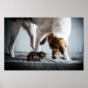 Kutest Baby Animals Baby Kitten en Dog Poster