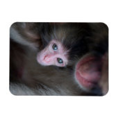 Kutest Baby Animals | Baby Macaque Monkey en moede Magneet (Horizontaal)