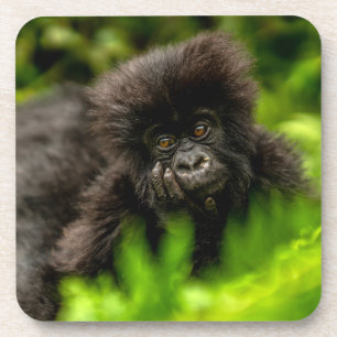 Kutest Baby Animals Baby Mountain Gorilla Bier Onderzetter
