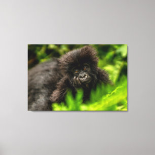 Kutest Baby Animals   Baby Mountain Gorilla Canvas Afdruk