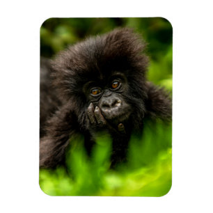 Kutest Baby Animals   Baby Mountain Gorilla Magneet