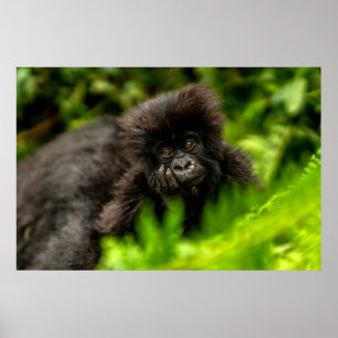 Kutest Baby Animals   Baby Mountain Gorilla Poster