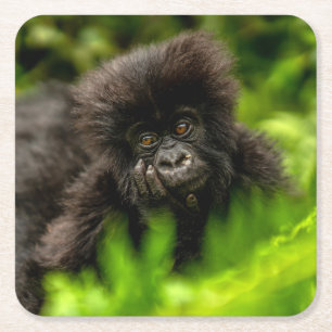 Kutest Baby Animals Baby Mountain Gorilla Vierkante Kartonnen Onderzetter