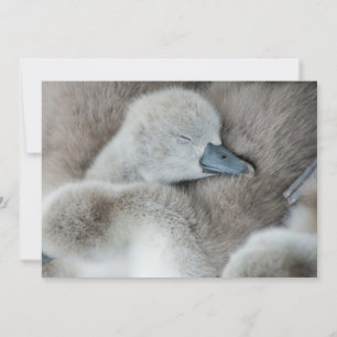 Kutest Baby Animals   Baby Mute Swan Bedankkaart