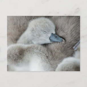 Kutest Baby Animals   Baby Mute Swan Briefkaart