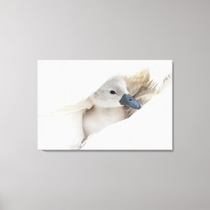 Kutest Baby Animals   Baby Mute Swan Canvas Afdruk