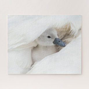 Kutest Baby Animals   Baby Mute Swan Legpuzzel
