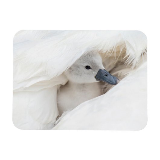 Kutest Baby Animals | Baby Mute Swan Magneet (Horizontaal)