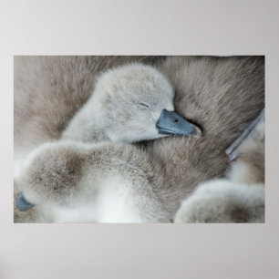 Kutest Baby Animals Baby Mute Swan Poster