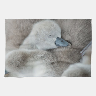 Kutest Baby Animals   Baby Mute Swan Theedoek