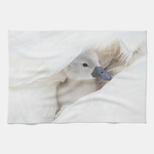 Kutest Baby Animals   Baby Mute Swan Theedoek