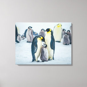 Kutest Baby Animals Baby pinguïn Canvas Afdruk