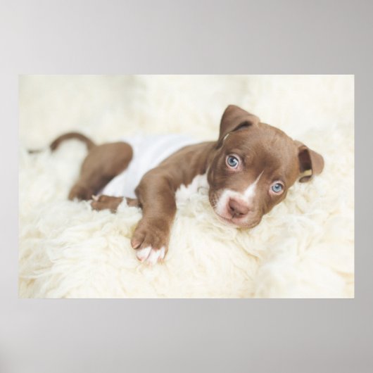 Kutest Baby Animals | Baby Pit Bull Puppy Poster (Voorkant)