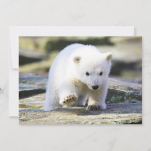 Kutest Baby Animals   Baby Polar Beer Cub Bedankkaart