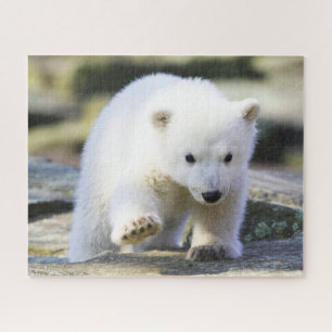 Kutest Baby Animals   Baby Polar Beer Cub Legpuzzel