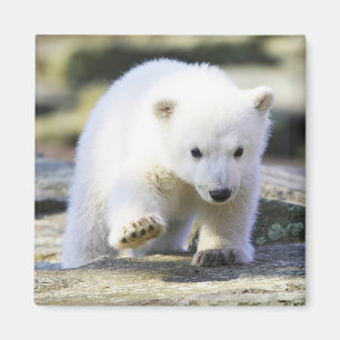 Kutest Baby Animals Baby Polar Beer Cub Magneet