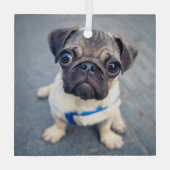 Kutest Baby Animals | Baby Pug Glas Ornament (Achterkant)