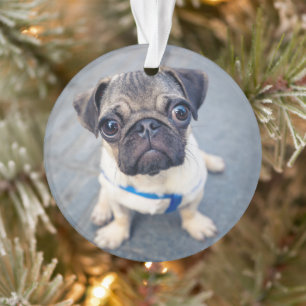 Kutest Baby Animals   Baby Pug Ornament