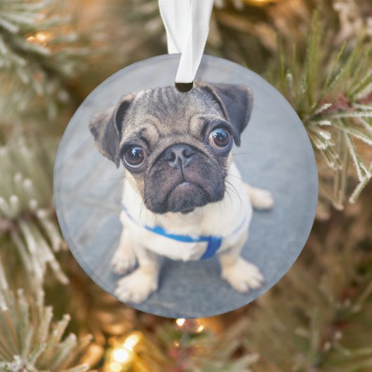 Kutest Baby Animals | Baby Pug Ornament (Boom)